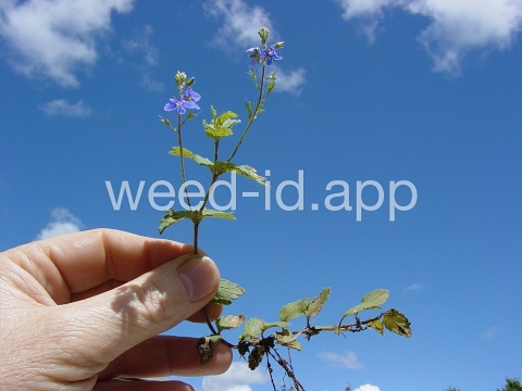 speedwell, germander